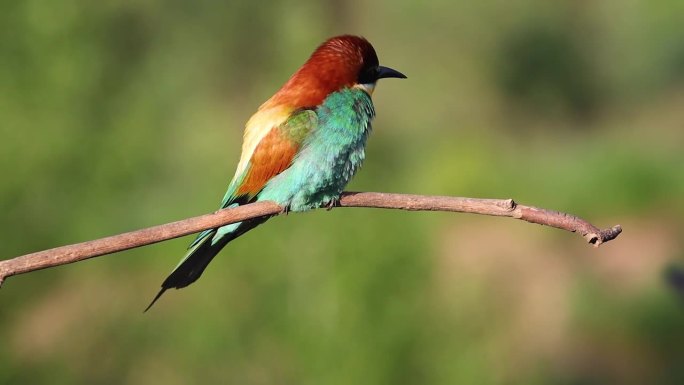 美丽的彩色鸟，食蜂者滑稽地摇着尾巴