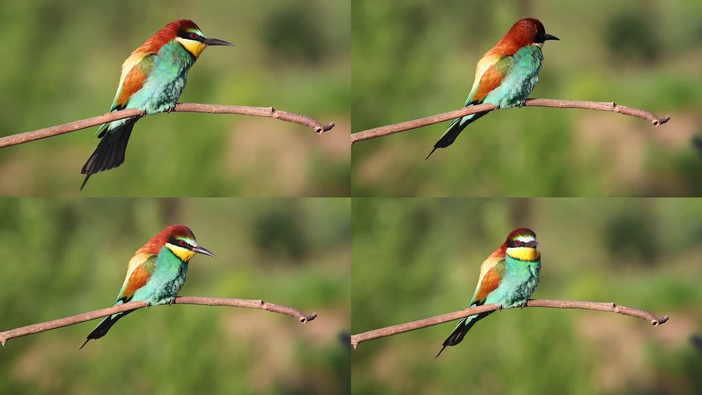 美丽的彩色鸟，食蜂者滑稽地摇着尾巴