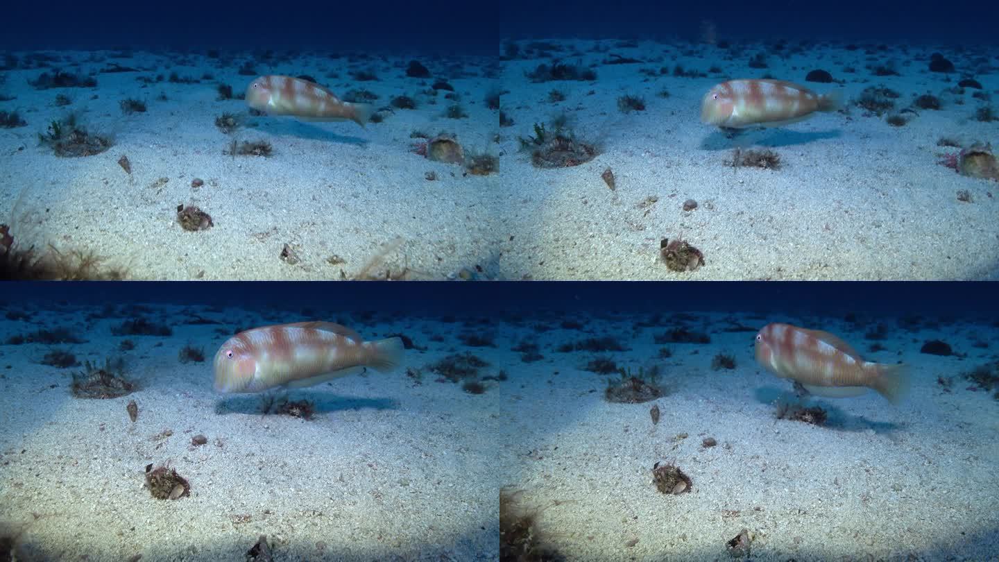 水下鳗鱼-海底珍珠般的剃刀鱼
