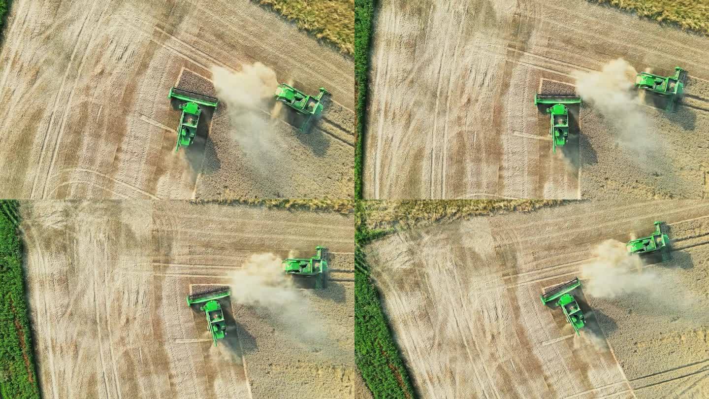 空中的田野在运动:直接鸟瞰联合收割机收割小麦在摩拉维亚辉煌