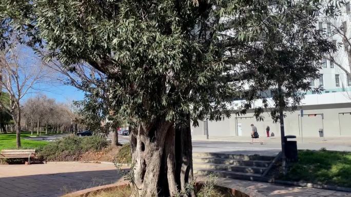 西班牙巴伦西亚市的橄榄树