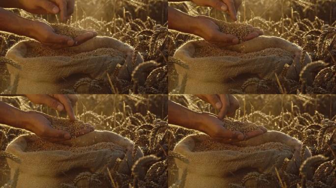日落时农学家在农田里检查小麦谷物的手的锁定镜头