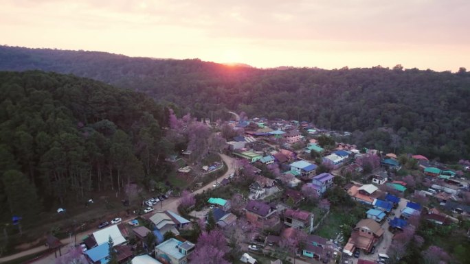 日落在泰国班荣克拉的泰国部落村庄，野生喜马拉雅樱桃树在日落中盛开