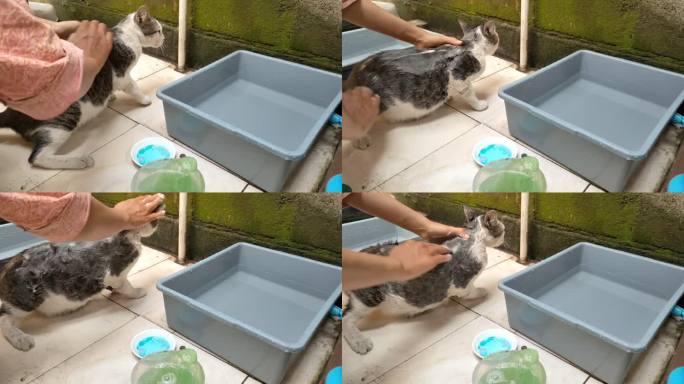 救助猫咪洗澡