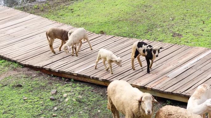 羊和狗在桥上互动