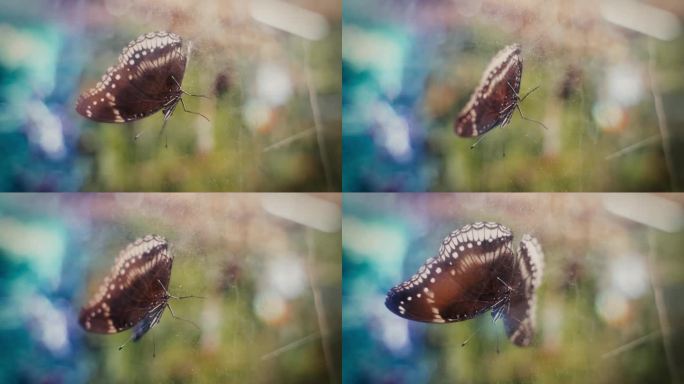 美丽的蝴蝶在玻璃橱窗展示。