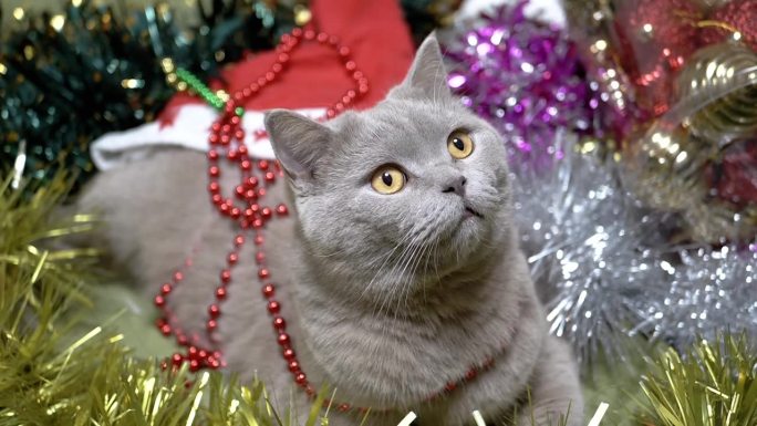 毛茸茸的猫坐在一堆圣诞装饰品和圣诞树玩具上