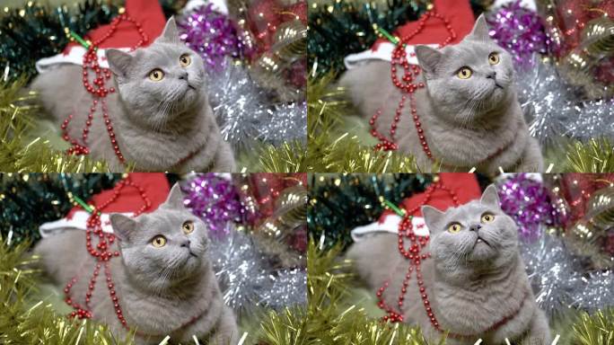 毛茸茸的猫坐在一堆圣诞装饰品和圣诞树玩具上