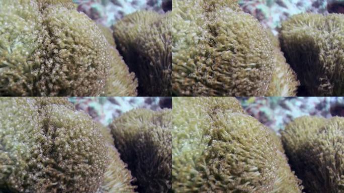 由于马尔代夫的水下水流，清澈水中的八束珊瑚移动了。