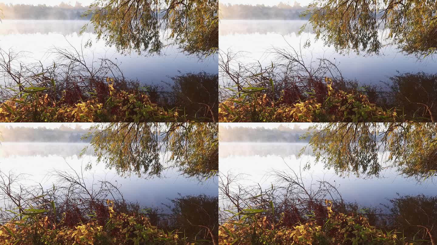 湖面起雾，前景垂柳