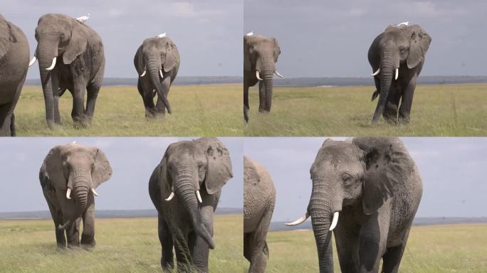 大象直接走向摄像机的特写镜头。
