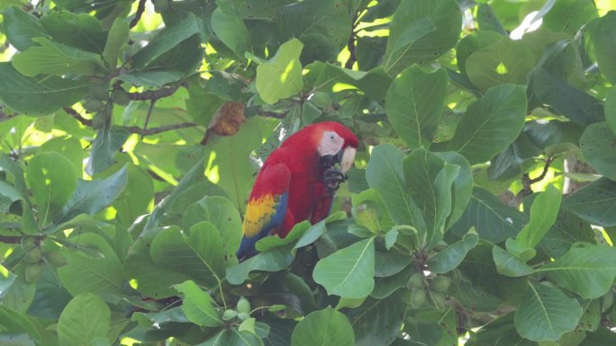 喂猩红金刚鹦鹉，哥斯达黎加