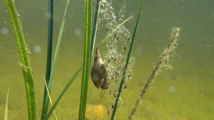 大池塘蜗牛在一只正在发育的蛙卵上的水下镜头。爱沙尼亚。