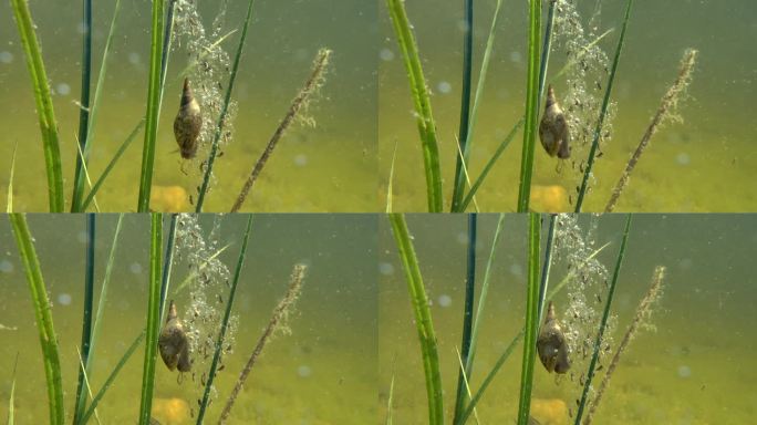 大池塘蜗牛在一只正在发育的蛙卵上的水下镜头。爱沙尼亚。