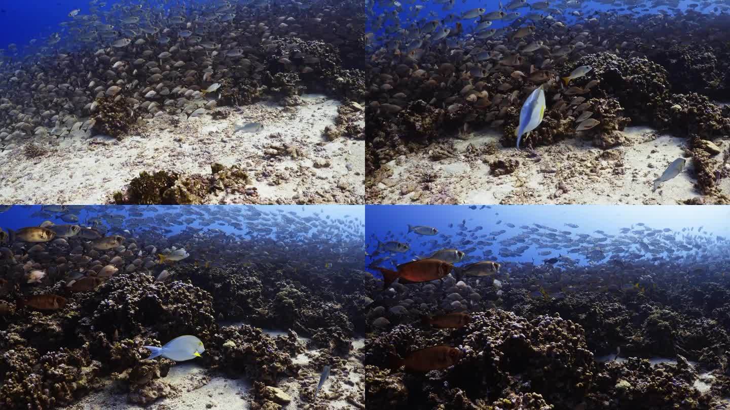 南太平洋中部法属波利尼西亚的法卡拉瓦礁环礁上，一大群座头红鲷鱼和谷歌眼