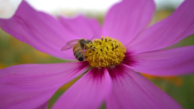 蜜蜂在花上特写展示微距实拍采蜜