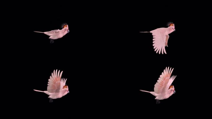 粉红凤头鹦鹉-鹦鹉鸟-飞行环-侧面视图CU - Alpha通道