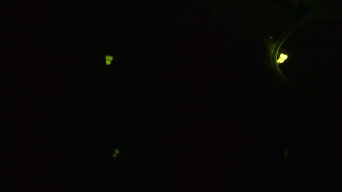 萤火虫。萤火虫在花朵上疯狂地发光。