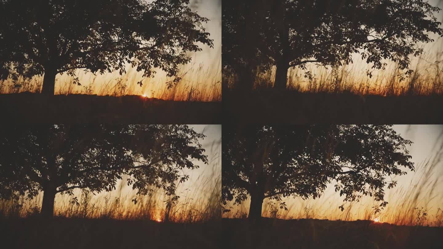 SLO MO复古孤树:黄昏时草地上的孤树