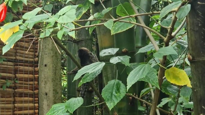 黑绒狨猴，Callithrix penicillata是巴西中部典型的猴子。