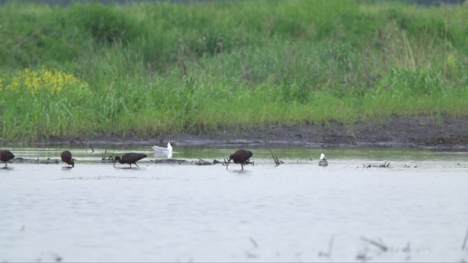 一群鸟-光泽朱鹮(Plegadis falcinellus)走过水草地的浅水，寻找食物并吃。