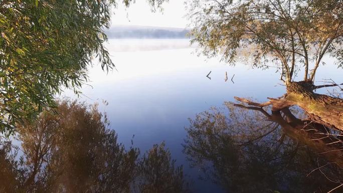 湖面起雾，前景垂柳