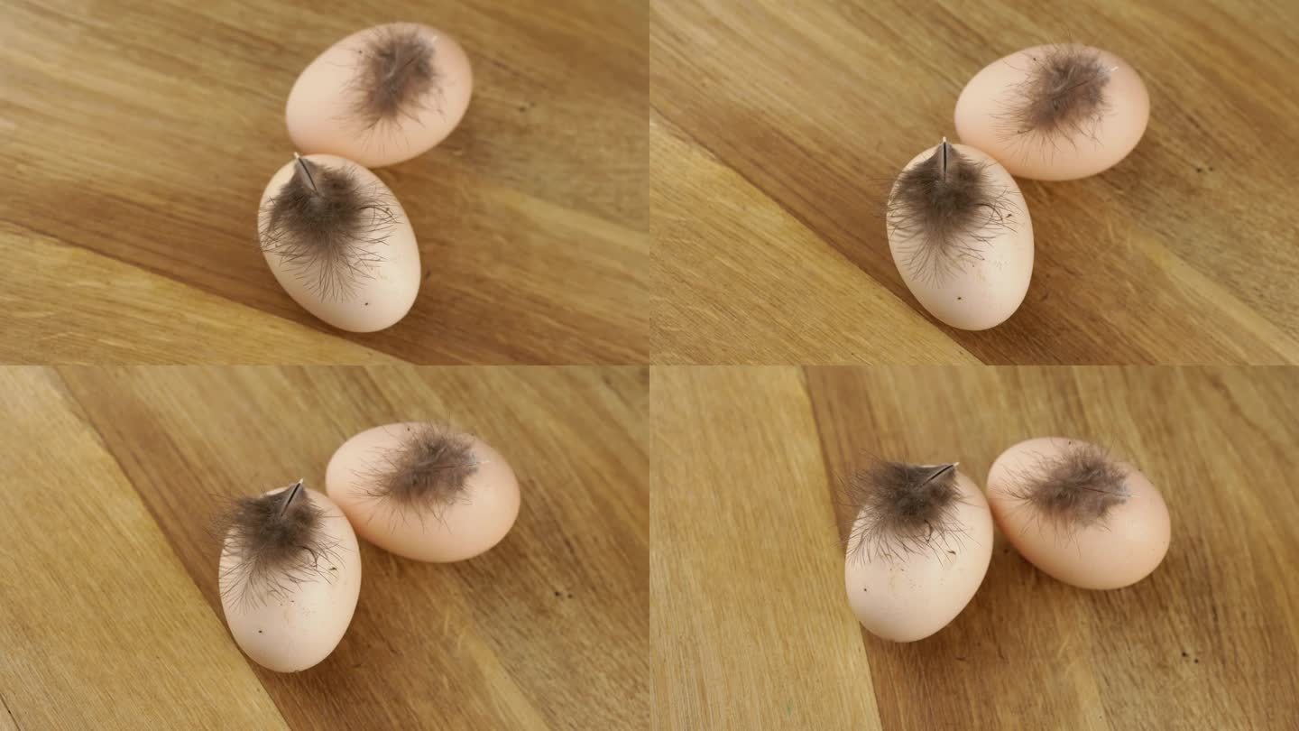 特写:两个带羽毛的棕色鸡蛋放在一个旋转的木制转盘上