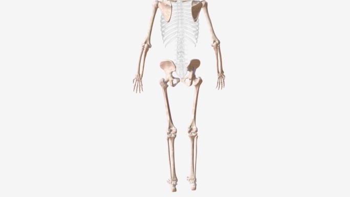 尾骨是人体两大骨骼群之一，