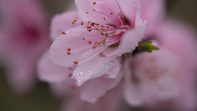 桃花特写