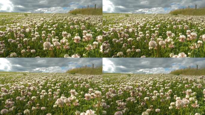 特写，DOF:草地上盛开的白色三叶草在夏日的风中摇曳