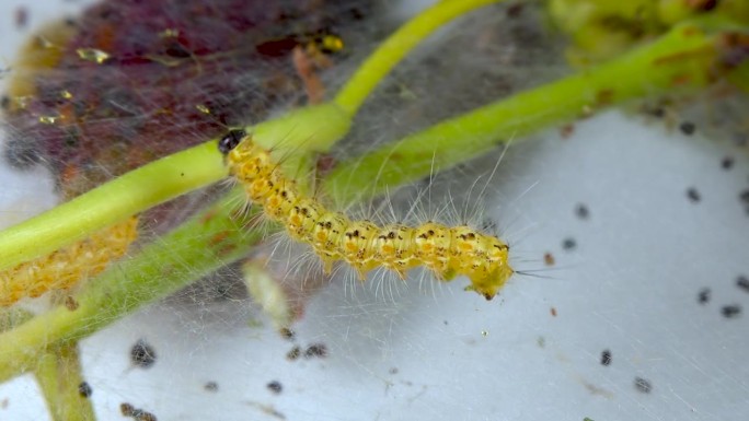 幼虫用蜘蛛网编织树木。美洲白蝴蝶(Hyphantria cunea)的毛虫，蛾落在叶子上的网虫检疫害