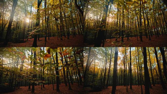 秋日秋日森林剪影树的跟踪拍摄