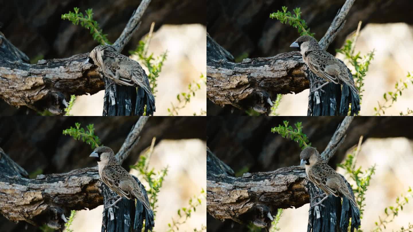 慢动作镜头的雄性社会性编织清洁其羽毛。鸟坐在一根干树枝上，用腿抓头。