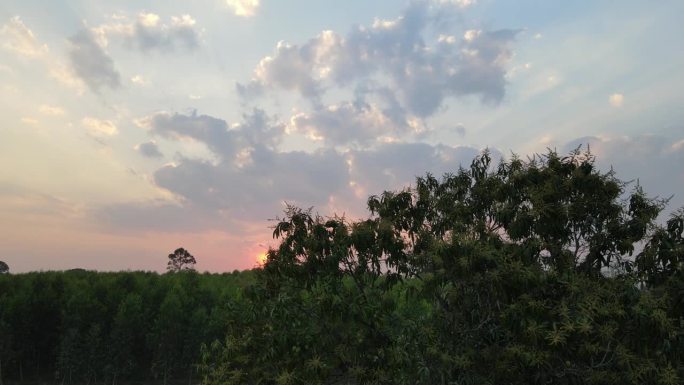 无人机拍摄的太阳落在树上的鸟瞰图。
