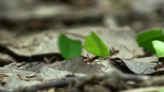 在南美洲厄瓜多尔的雨林中，切叶蚁搬运树叶的特写。Yasuni国家公园里勤劳的蚂蚁。