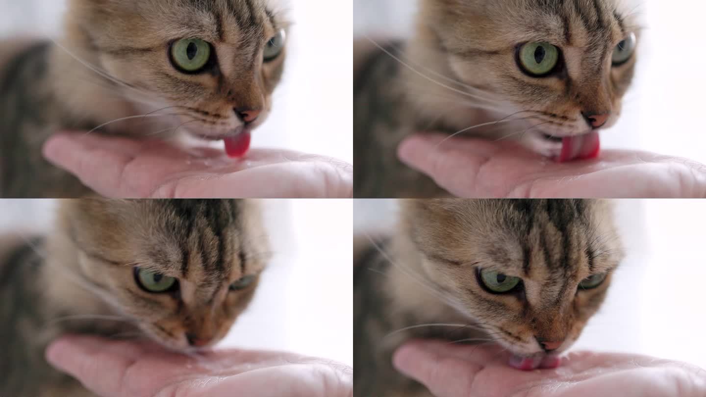 猫舔主人手掌里的食物