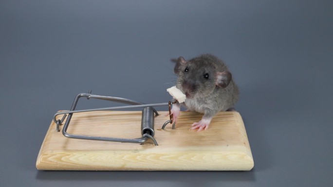 一只猩色的小老鼠正在吃捕鼠器里的食物。灰色背景上的啮齿动物。在家捉害虫
