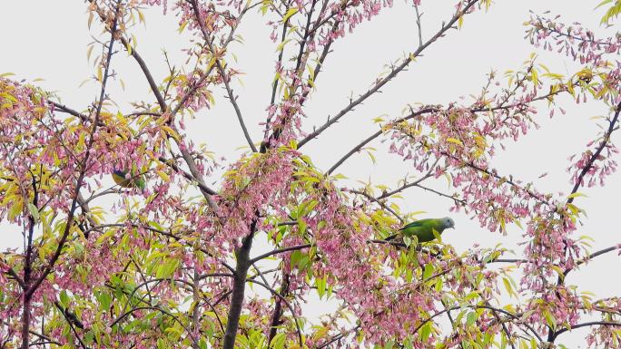 樱花盛开鸟语花香，橙腹叶鹎公鸟和母鸟