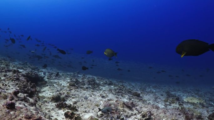 南太平洋中部法属波利尼西亚的法卡拉瓦礁环礁上，一大群座头鲸、红鲷鱼、谷歌眼鱼、灰鲨和金枪鱼