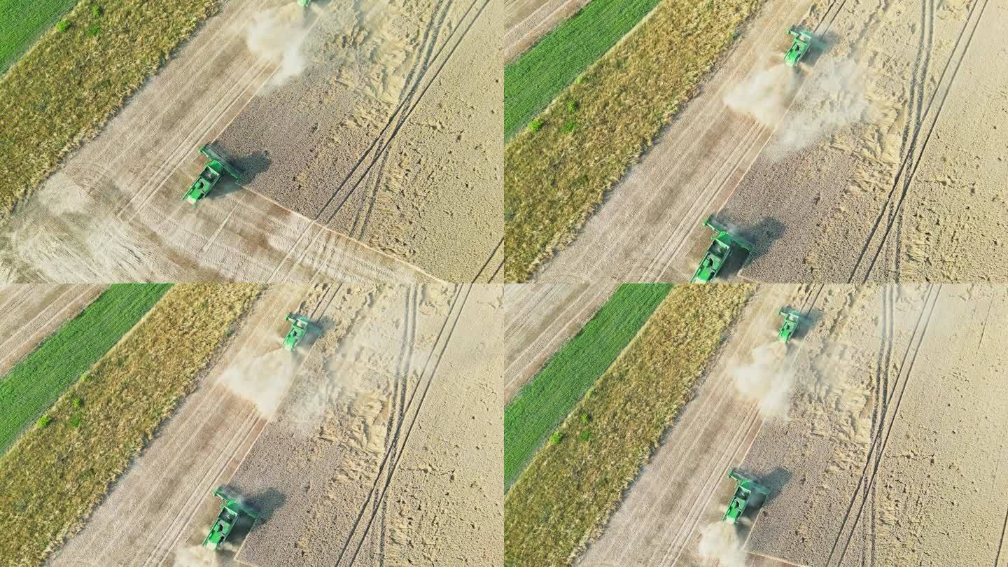 空中的田野在运动:直接鸟瞰联合收割机收割小麦在摩拉维亚辉煌。鸟瞰图