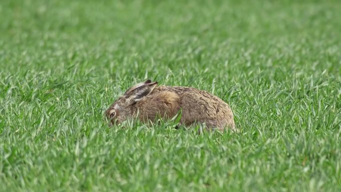 欧洲的德国萨克森安哈尔特州马格德堡，一只欧洲野兔(Lepus europaeus)早晨坐在绿色的草地