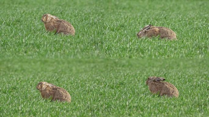 欧洲的德国萨克森安哈尔特州马格德堡，一只欧洲野兔(Lepus europaeus)早晨坐在绿色的草地