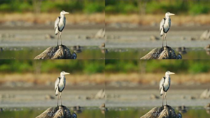 灰鹭(Ardea cinerea)特写