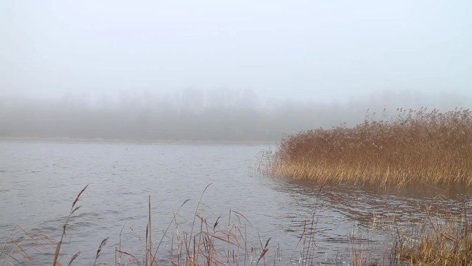 湖，黄苇丛，晨雾，秋