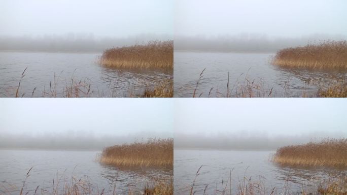 湖，黄苇丛，晨雾，秋