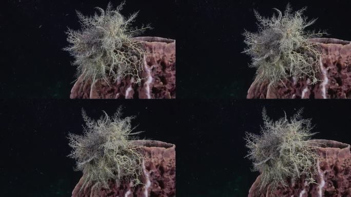 一个巨大的篮子星完全部署在一个漂亮的紫色珊瑚在夜间潜水。用佳能R5 4K相机拍摄。