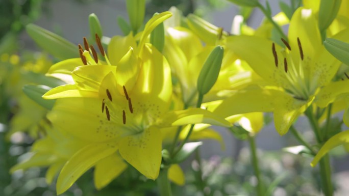 花园里的黄百合花束