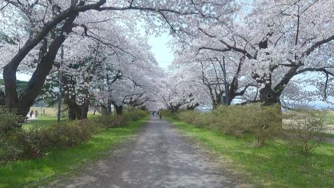 岩手县北上天町公园内的樱花步道。