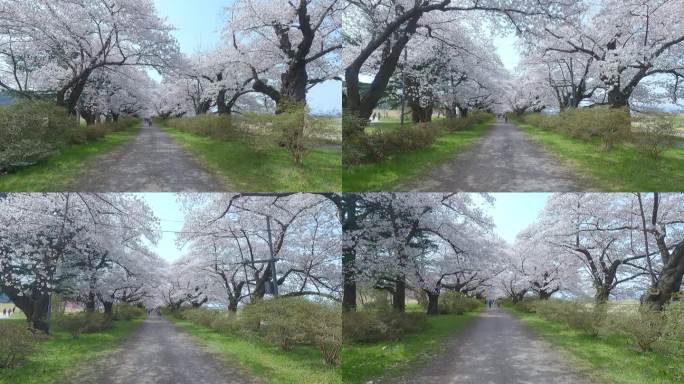 岩手县北上天町公园内的樱花步道。