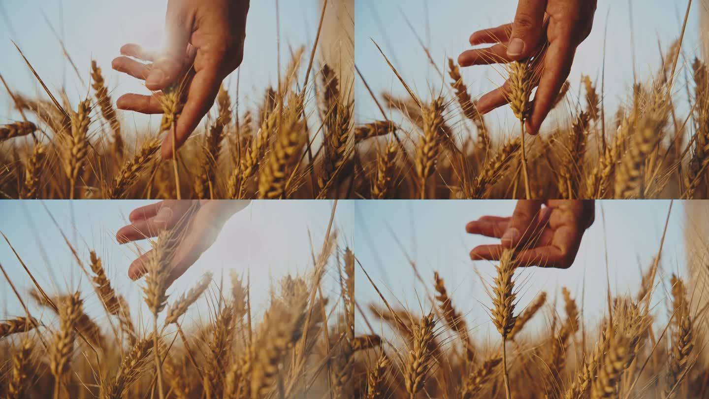 环保人士触摸农田小麦作物的手。